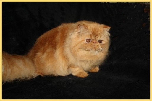 US. CH. Hightime-Cats Tancredi