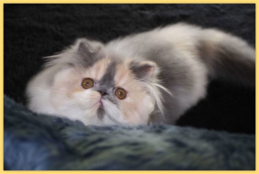 Hightime-Cat's  Hello Kitty