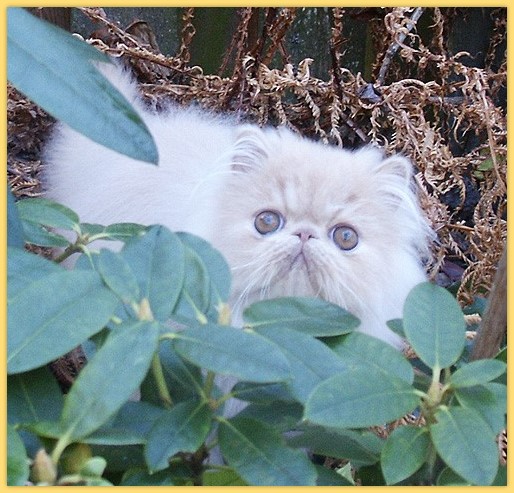 Hightime-Cat's Santino